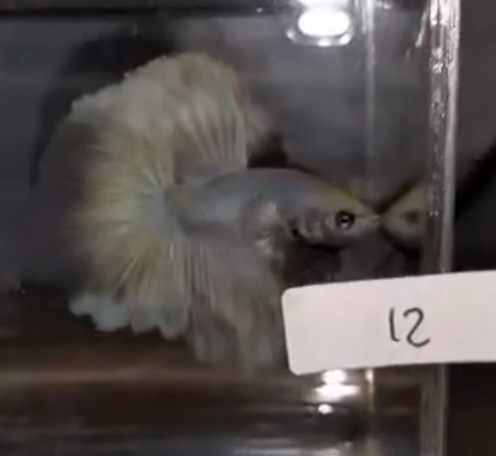 betta631