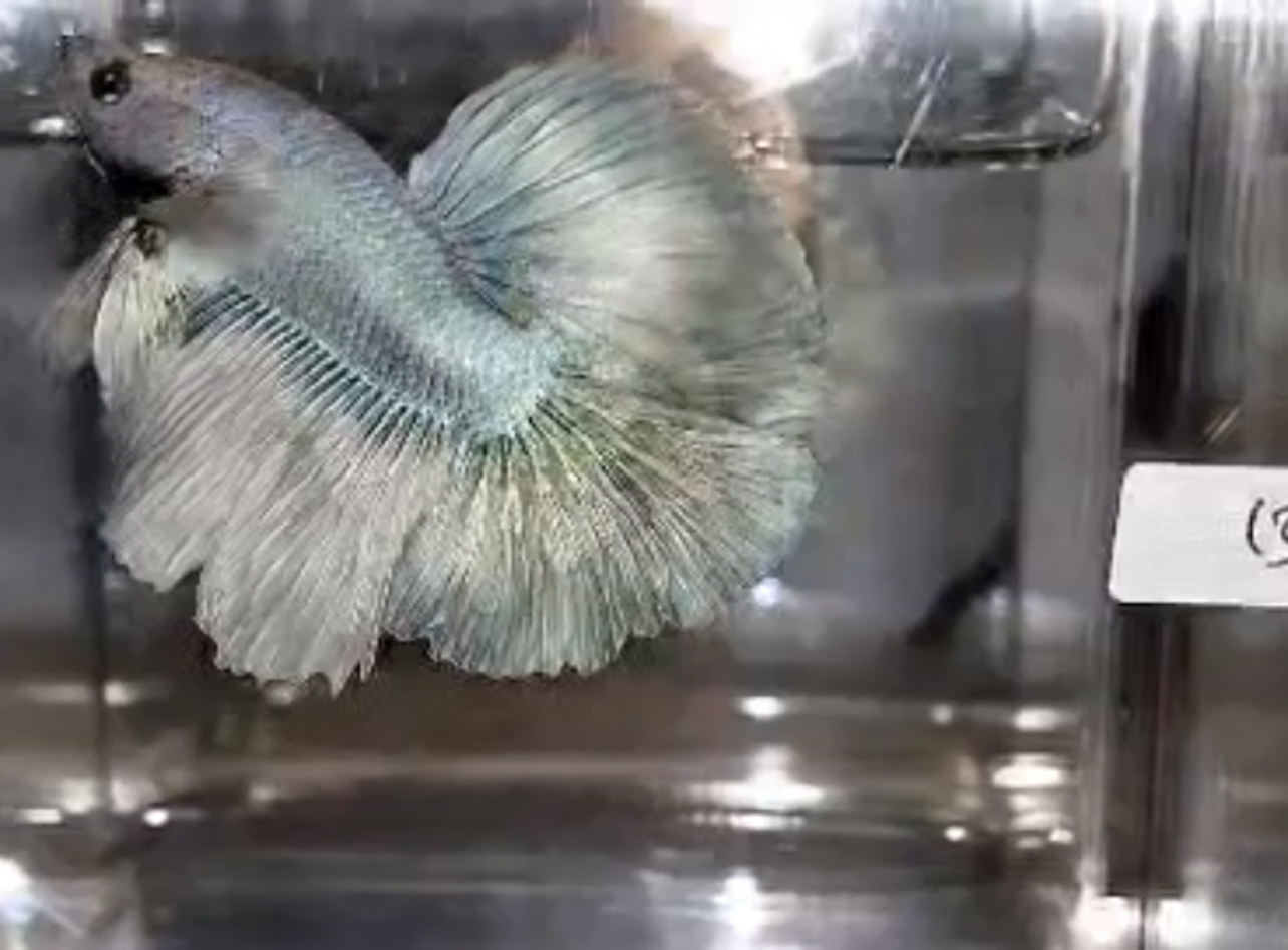 betta632