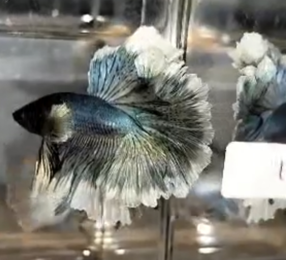 betta633