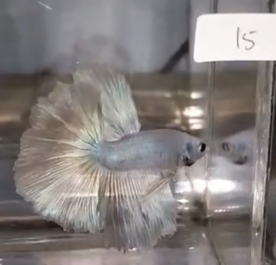 betta634