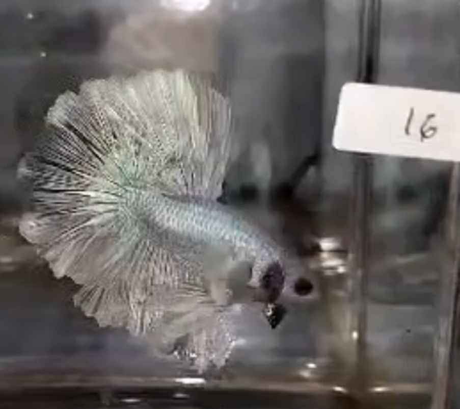 betta635