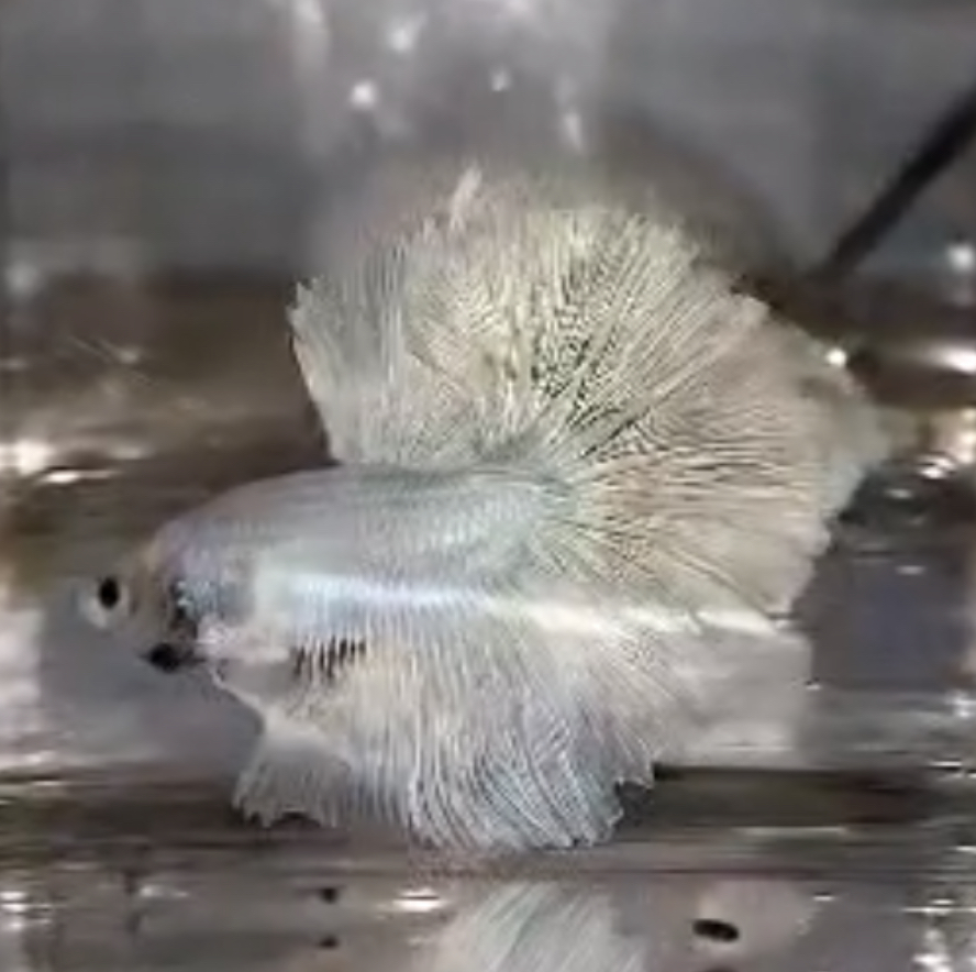 betta636