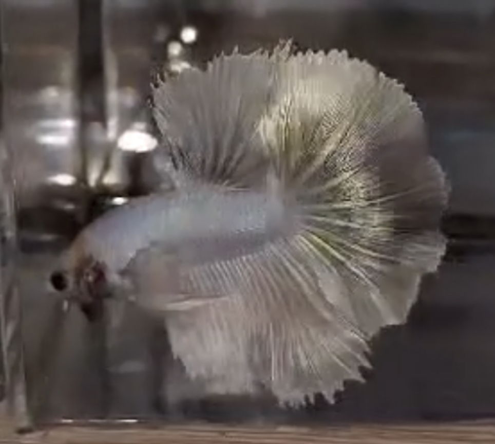 betta637