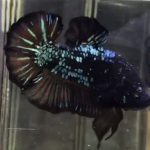 betta639