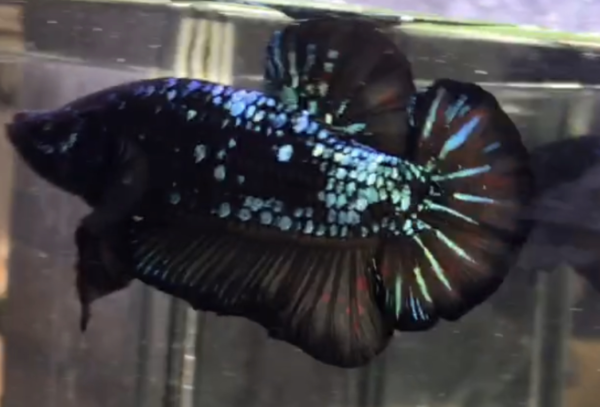 betta639