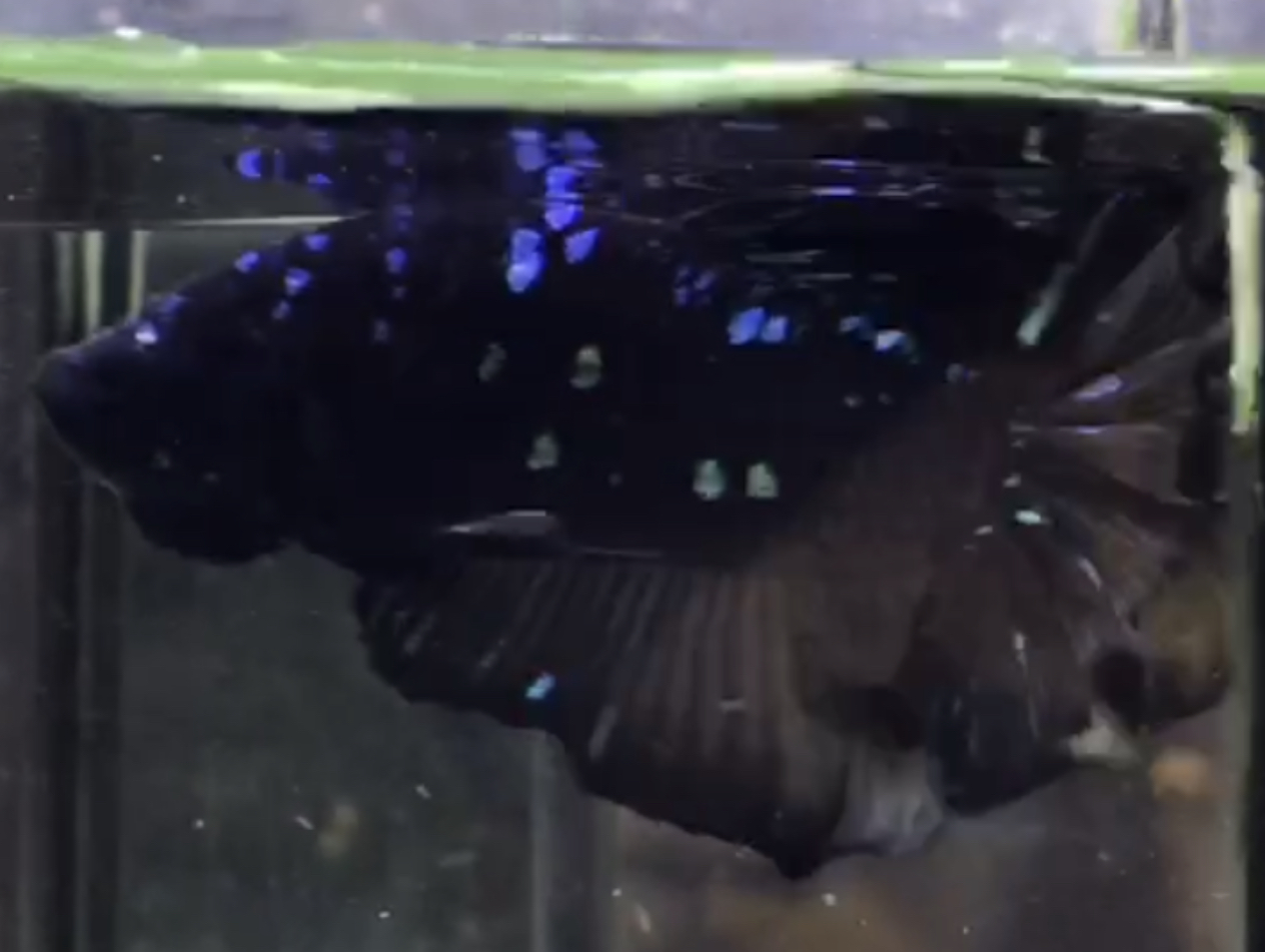 betta638