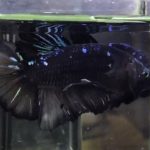 betta638