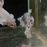 betta640