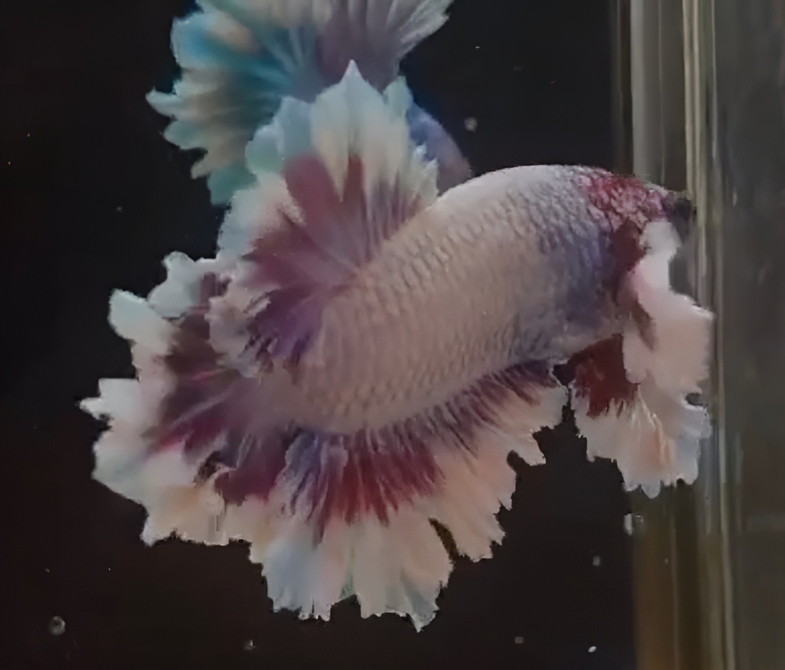betta640