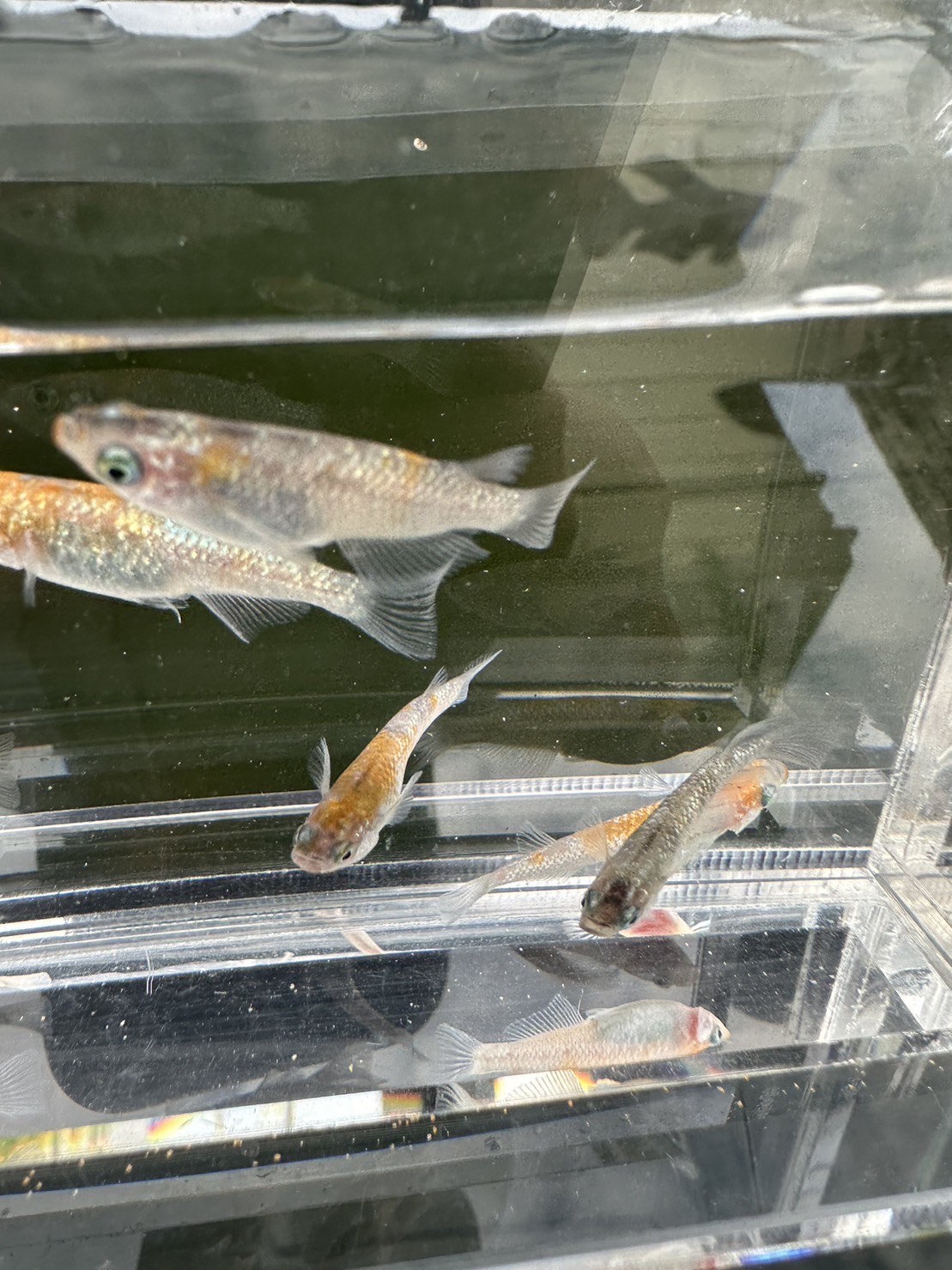 betta588
