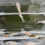 betta588