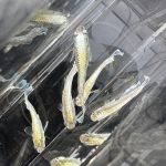 betta595