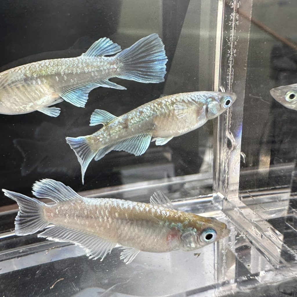 betta595
