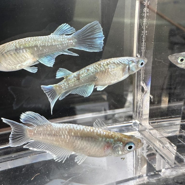 betta595