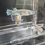 betta595