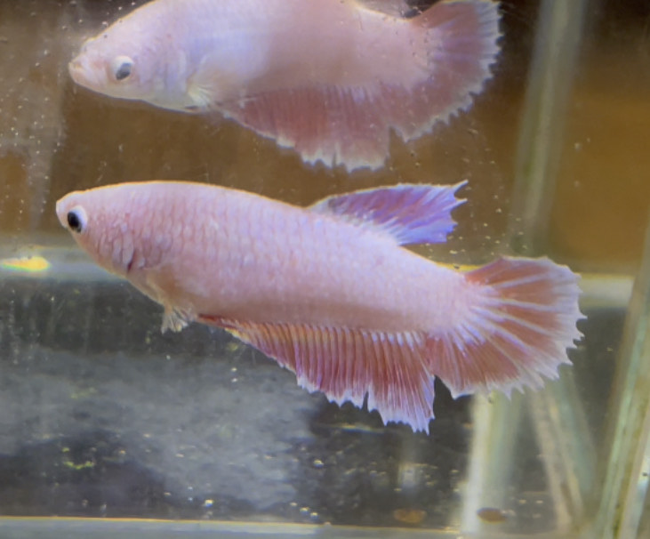betta612
