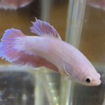 betta612