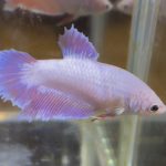 betta612