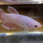 betta612