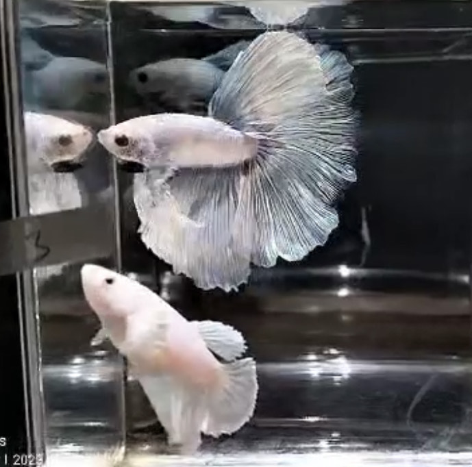 betta614