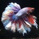 betta641
