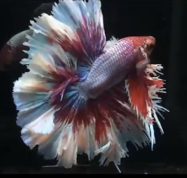 betta641