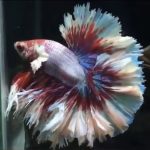 betta641