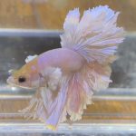betta596