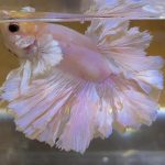 betta596