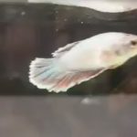 betta642