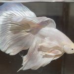 betta643