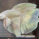 betta644