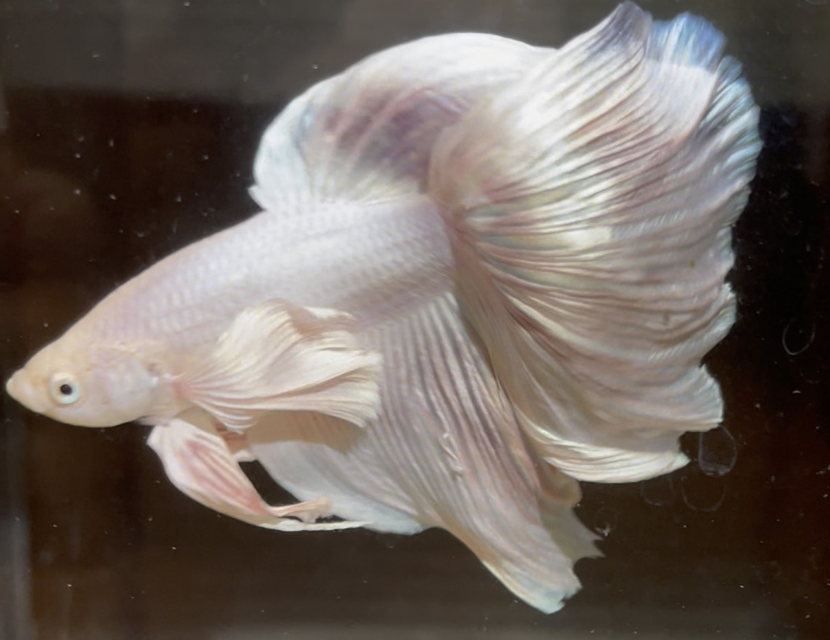 betta643