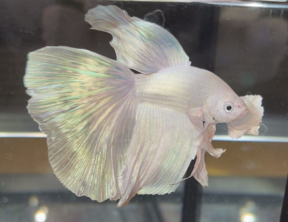 betta644