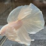 betta645