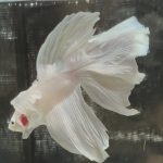 betta646