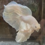 betta645