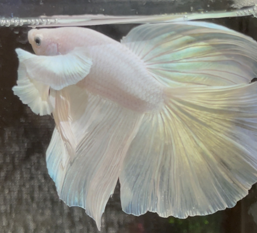 betta645
