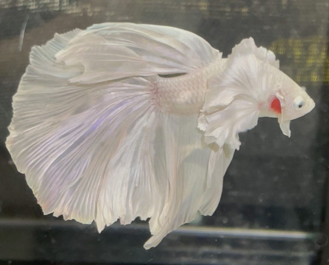 betta646