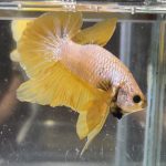 betta660