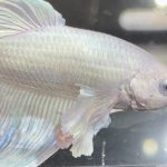 betta655