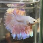 betta692