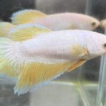 betta656