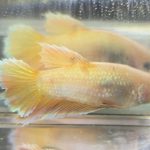 betta659