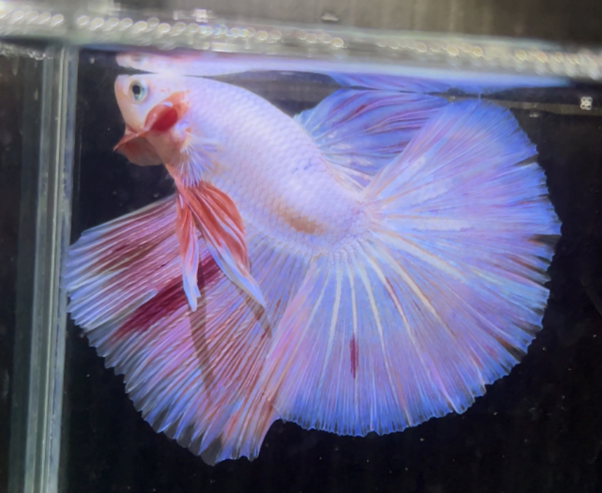 betta691