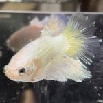 betta661