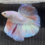 betta691