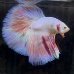 betta691