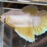 betta656