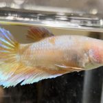 betta659